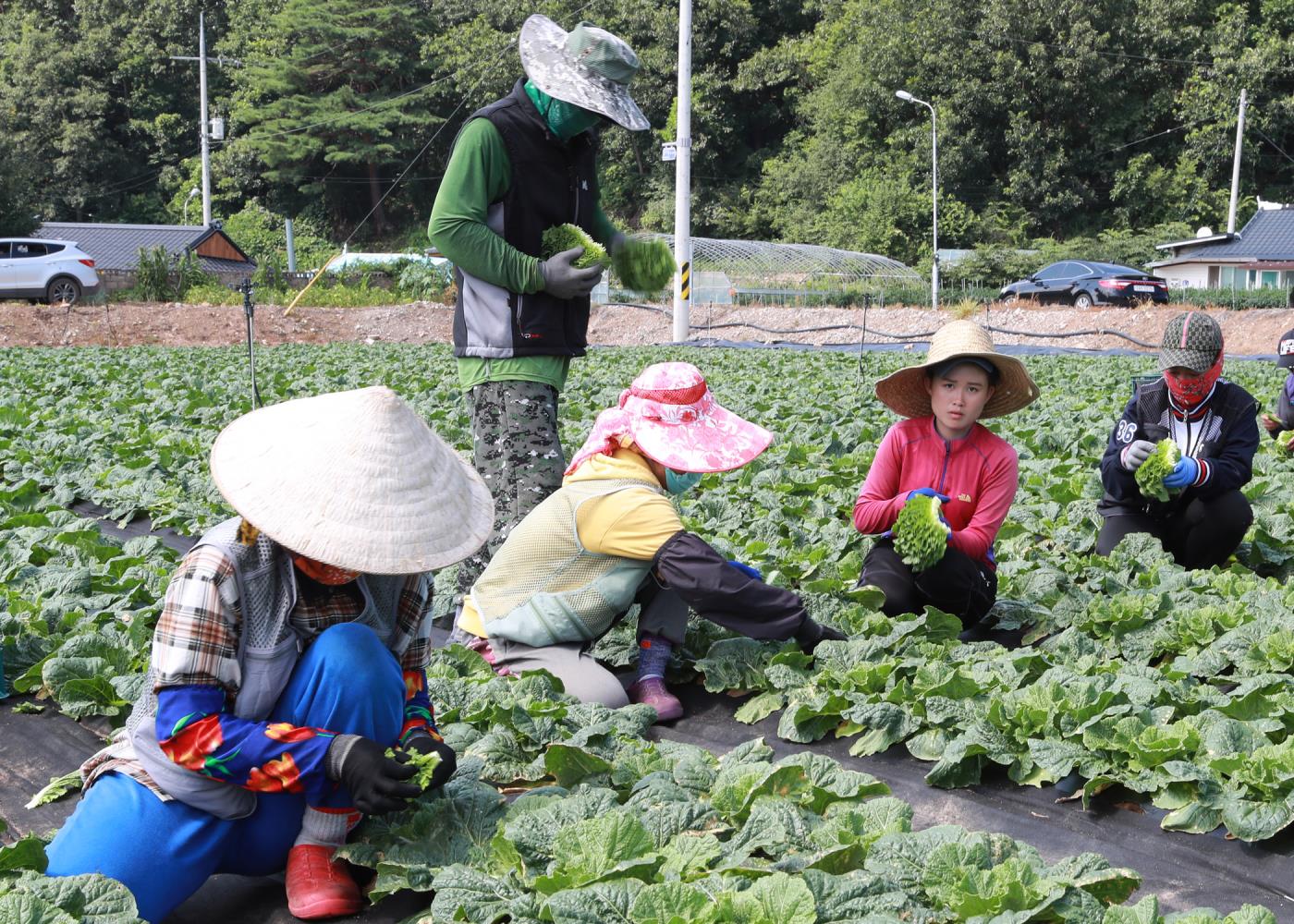 4-3 사진(영양군, 외국인 계절근로자 249명 입국-상추밭1).jpg